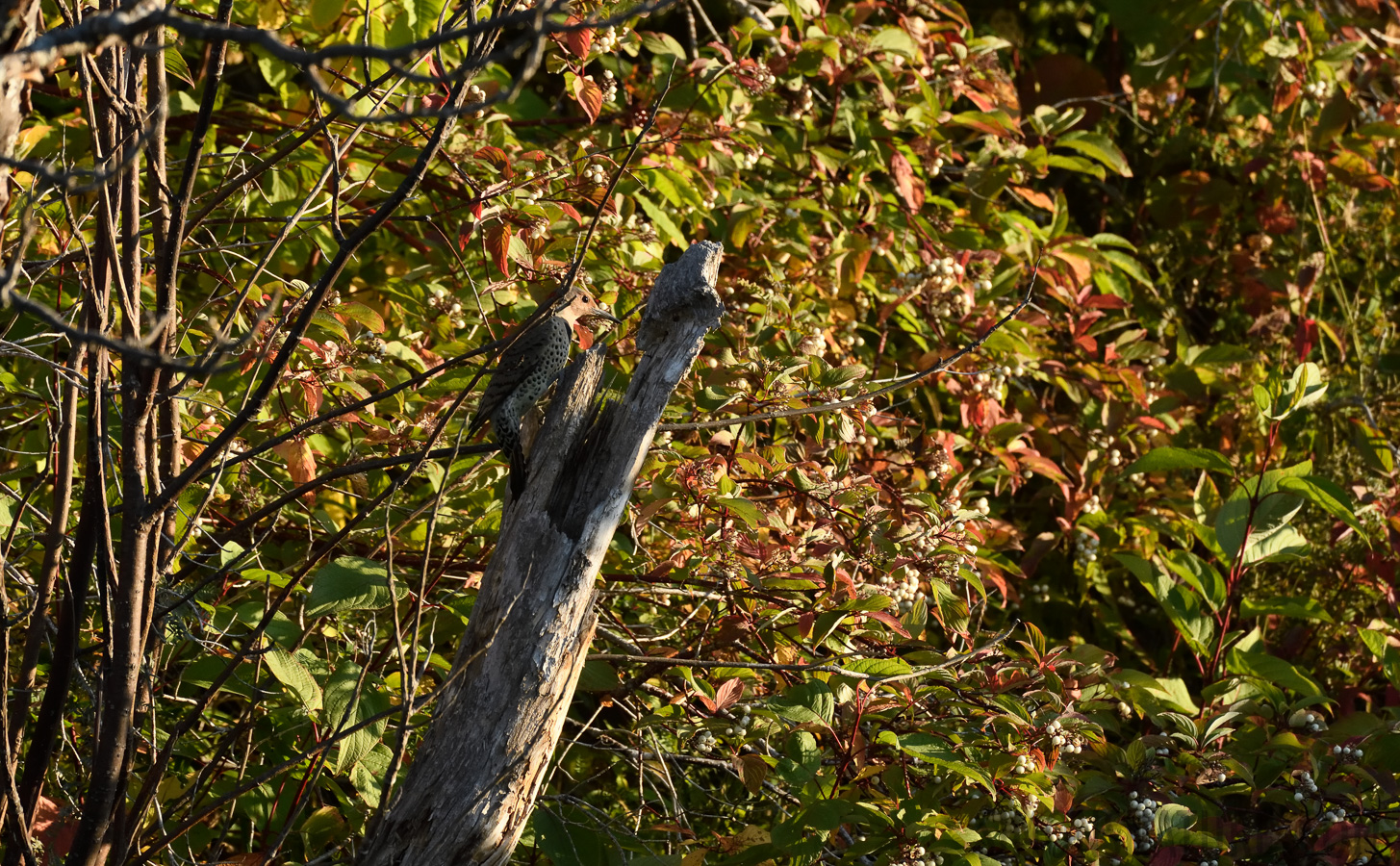 Colaptes auratus luteus [400 mm, 1/1250 sec at f / 8.0, ISO 1600]